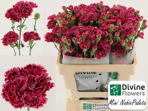 Dianthus tros Mini Nobbio Palette