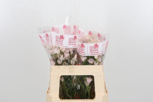 Delphinium grandiflorum enkelbloemig 'Morpho Sugar Pink'