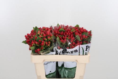 Hypericum inodorum Magical Triumph