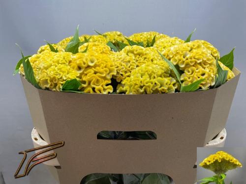 Celosia argentea (Cristata Grp) Smashing Yellow