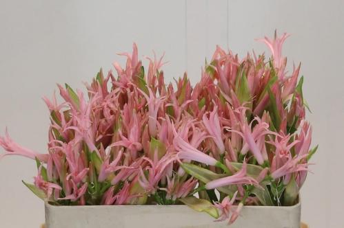 Nerine Bowdenii Grp 'Vesta K'