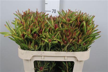 Leucadendron Ayoba Cherry Pearl