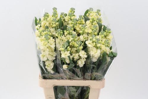 Matthiola incana 'Phantom Cream'