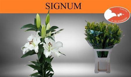 Lilium Oriental Grp Signum