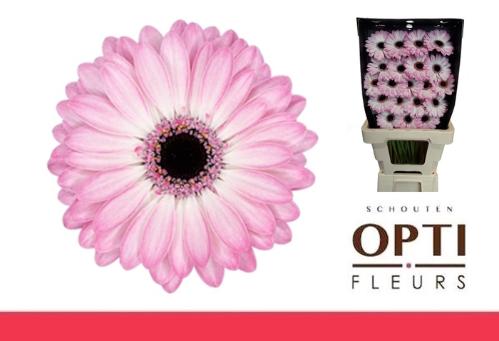 Gerbera mini 'Lollipop'