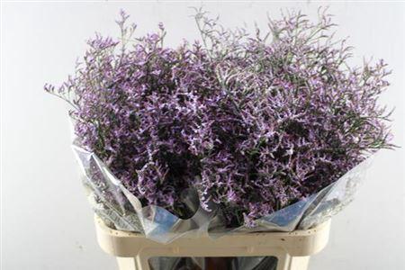 Limonium Safora Lilac