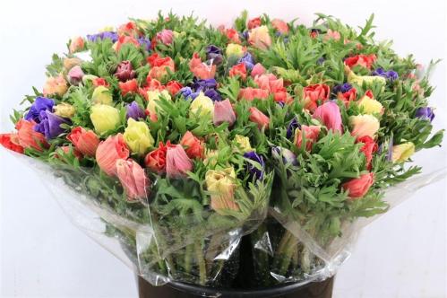 Anemone coronaria Marianne gemengd