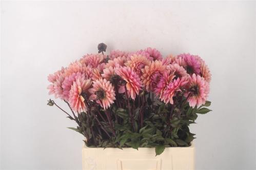 Dahlia (Decorative Grp) 'Sweet Sanne'