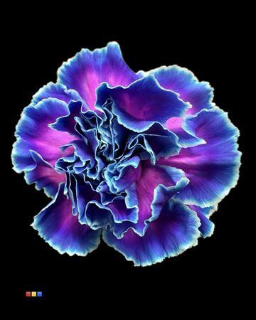 Dianthus standaard kleurbehandeld H%