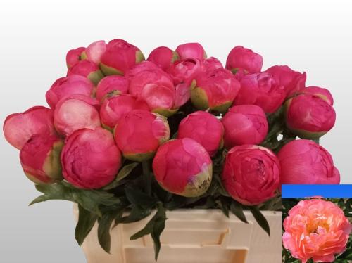 Paeonia Lactiflora Grp 'Coral Sunset'