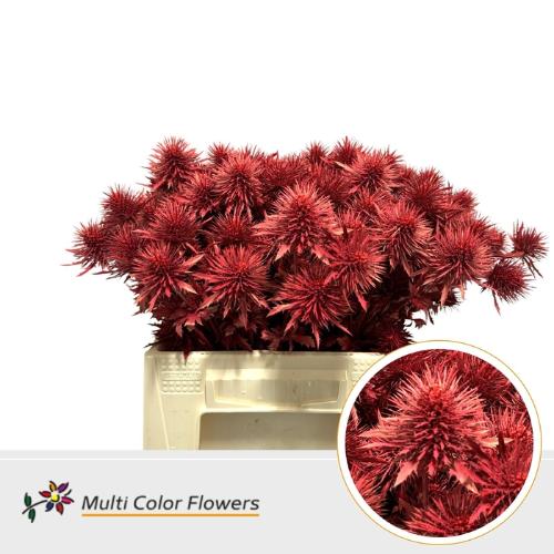 Eryngium alpinum kleurbehandeld H%