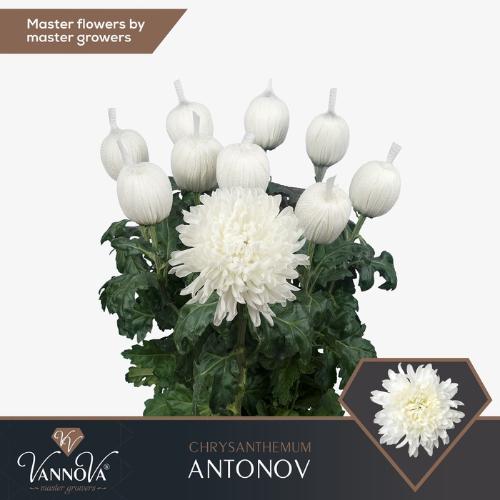 Chrysanthemum Indicum Grp geplozen kas Antonov