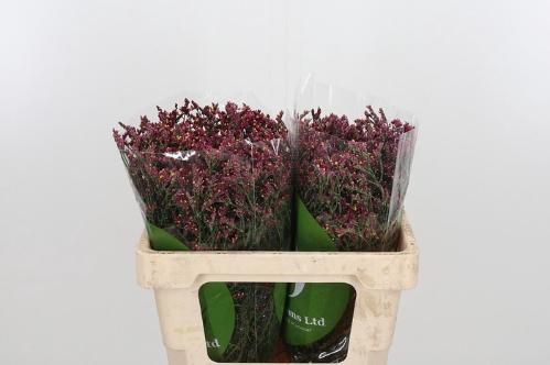 Limonium sinensis Scarlet Diamond