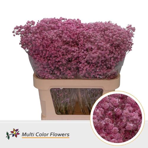 Gypsophila overig kleurbehandeld H%