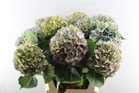Hydrangea macrophylla 'Elbtal' (classic)