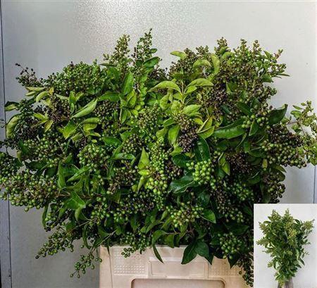 Ligustrum overig met bes