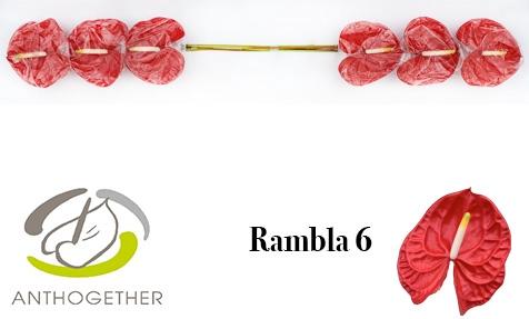 Anthurium (Andreanum Grp) Rambla