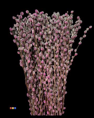 Salix H%