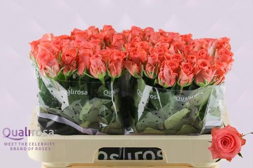 Rosa grootbloemig Sankara