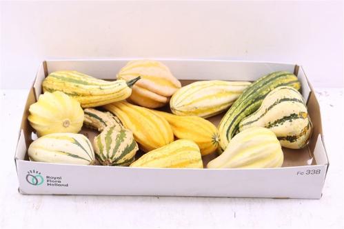 Cucurbita pepo