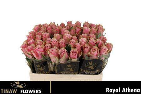 Rosa grootbloemig Athena Royale