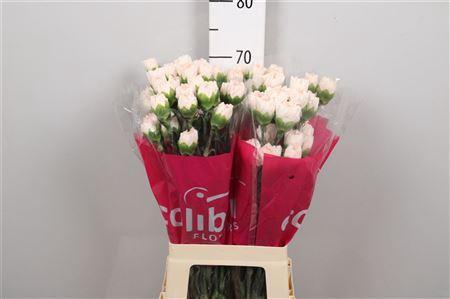 Dianthus standaard Brut