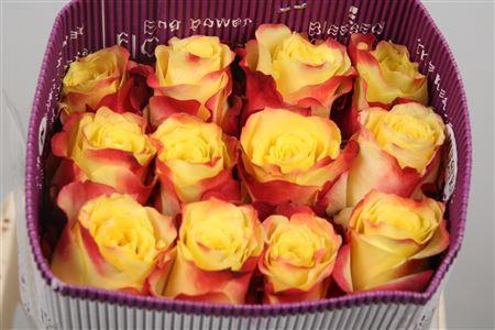 Rosa grootbloemig Hot Merengue+