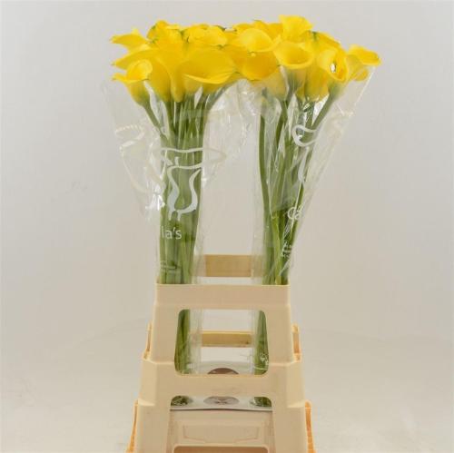 Zantedeschia 'Gold Medal'