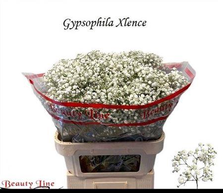 Gypsophila paniculata Xlence