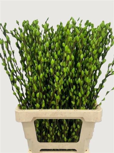 Salix H%