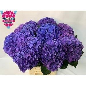 Hydrangea macrophylla Royal Anne
