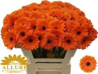 Gerbera mini 'Bison'