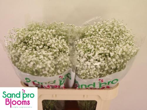 Gypsophila paniculata Xlence