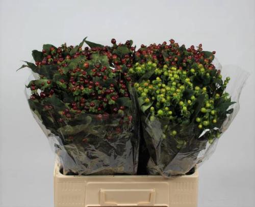 Hypericum Magical gemengd