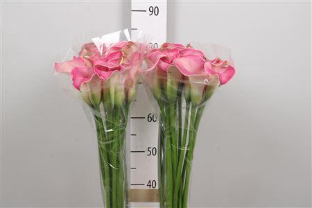 Zantedeschia 'Captain Romance'