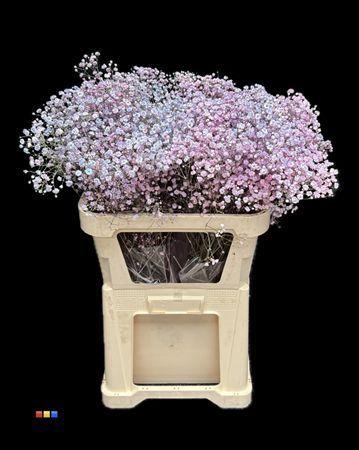 Gypsophila overig kleurbehandeld H%