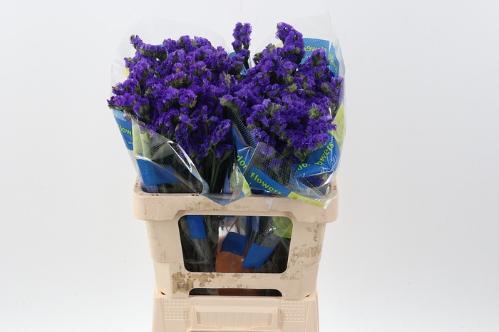 Limonium sinuatum 'Crystal Dark Blue'