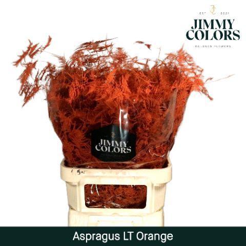 Asparagus overig kleurbehandeld H%