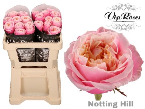 Rosa grootbloemig Notting Hill
