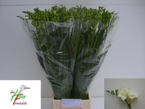 Freesia dubbelbloemig Versailles