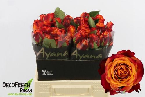 Rosa grootbloemig Atomic