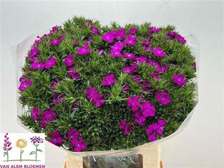 Dianthus barbatus 'Amazon Neon Purple'