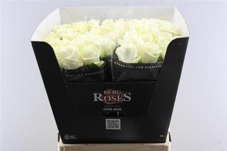 Rosa grootbloemig Avalanche+