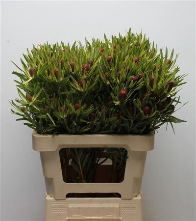 Leucadendron overig