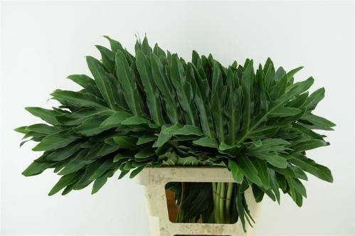 Decoratiegroen groot blad