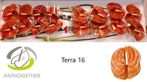 Anthurium Andreanum Grp Terra