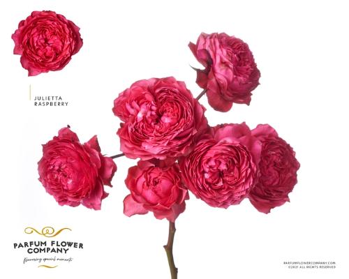 Rosa tros overig
