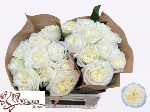 Rosa grootbloemig Chic White!