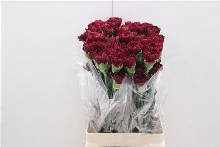 Dianthus standaard overig