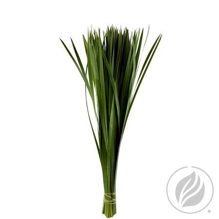Typha latifolia per bos